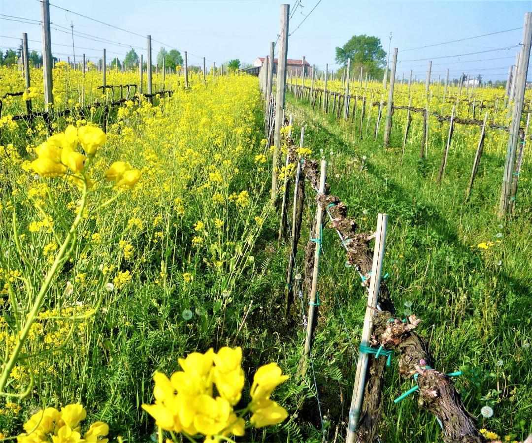 Agriturismo Gazza Ladra Villa Noventa di Piave Kültér fotó